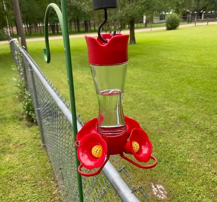 Attract Hummingbirds And Enjoy Their Dazzling Displays With A <a Style="Display:inline;" Href="Https://Www.amazon.com/Perky-203cpbn-2-Pinch-Waist-Hummingbird-Feeder/Dp/B084wcbb6x?ie=utf8&linkcode=ll1&tag=bpparrot-20&linkid=165a04bf8e2f05f2b444d5e905221565&language=en_us&ref_=as_li_ss_tl" Target="_blank"><span Style="Font: Inherit; Color: #d74b1f;"> Glass Hummingbird Feeder With Perches </Span>