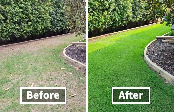 Protect Your Lawn From Unsightly Diseases And Keep It Looking Lush And Healthy With The <a Style="Display:inline;" Href="Https://Www.amazon.com/Scotts-Disease-Ex-Lawn-Fungicide-10/Dp/B075r7bnxv?ie=utf8&th=1&linkcode=ll1&tag=bpparrot-20&linkid=a3fd8418f08fb95801669c2247494c6e&language=en_us&ref_=as_li_ss_tl" Target="_blank"><span Style="Font: Inherit; Color: #d74b1f;"> Scotts Diseaseex Lawn Fungicide</Span>, Available At A Discounted Price During Prime Day