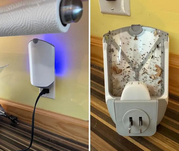 This <a Style="Display:inline;" Href=" Https://Www.amazon.com/Flying-Insect-Fruit-Refill-Cartridges/Dp/B0c3pdtyyx?pd_rd_w=wlnz5&content-ID=amzn1.sym.7379aab7-0dd8-4729-B0b5-2074f1cb413d&pf_rd_p=7379aab7-0dd8-4729-B0b5-2074f1cb413d&pf_rd_r=937fejn50190t91ex89x&pd_rd_wg=qzabc&pd_rd_r=05c09c1b-2679-40e4-B992-17cd733d51f9&pd_rd_i=b0c3pdtyyx&th=1&linkcode=ll1&tag=bpzebra-20&linkid=9f1794291242b49e424024cb952ae27b&language=en_us&ref_=as_li_ss_tl " Target="_blank"><span Style="Font: Inherit; Color: #d74b1f;"> Indoor Fly Trap</Span> Is The Silent Assassin That Will Rid Your Home Of Those Pesky Winged Invaders, Without You Lifting A Finger