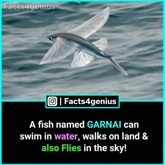 50 Posts From “Facts For Genius” That Might Teach You Something New (New Pics)