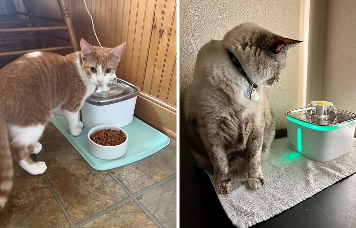 This <a Style="Display:inline;" Href="Https://Www.amazon.com/Veken-Fountain-Automatic-Dispenser-Replacement/Dp/B08nc54vzn?ie=utf8&linkcode=ll1&tag=bpoctopus-20&linkid=d4d6a00de2379ee88b3a125e95a471fe&language=en_us&ref_=as_li_ss_tl" Target="_blank"><span Style="Font: Inherit; Color: #d74b1f;"> Pet Fountain</Span> Is The Purr-Fect Way To Keep Your Furry Friends Hydrated And Happy