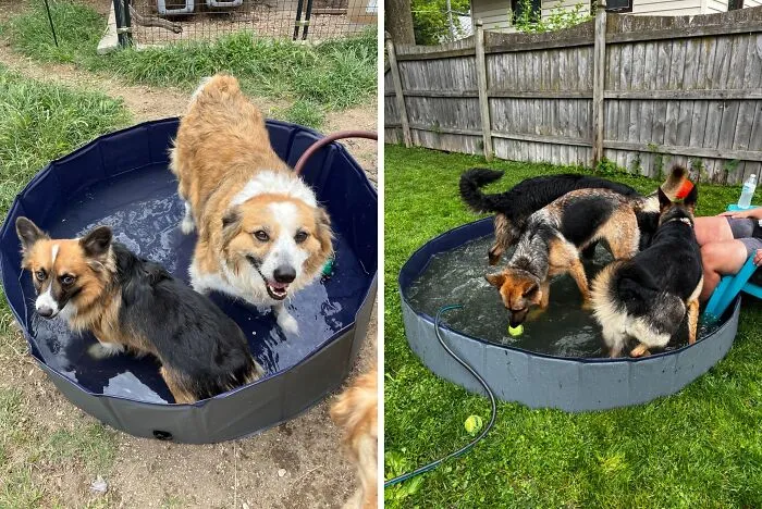 Your Dog Will Be The Coolest Canine On The Block With This <a Style="Display:inline;" Href="Https://Www.amazon.com/Niubya-Foldable-Collapsible-Swimming-Portable/Dp/B09trc8rm5?th=1&linkcode=ll1&tag=bpoctopus-20&linkid=d70b6f898a686a22a1621007cfaae2fc&language=en_us&ref_=as_li_ss_tl" Target="_blank"><span Style="Font: Inherit; Color: #d74b1f;"> Foldable Dog Swimming Pool</Span> In The Backyard