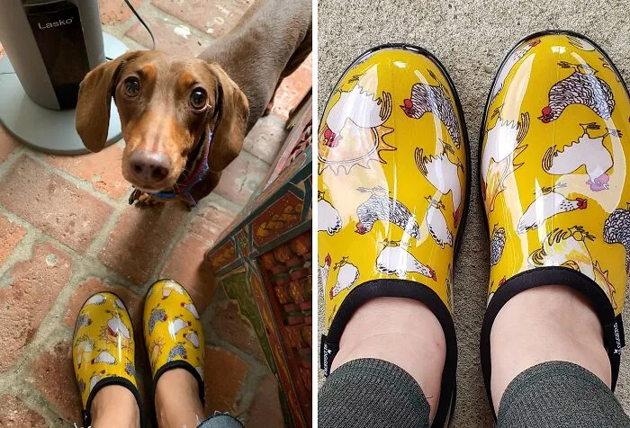 Say Goodbye To Soggy Socks And Muddy Toes With These Comfortable And Waterproof <a Style="Display:inline;" Href="Https://Www.amazon.com/Sloggers-Waterproof-Chickens-Daffodil-5116cdy09/Dp/B012kciv6a?crid=3gpkiiuca5iiy&dib=eyj2ijoimsj9.mtohuy3x9y1m88nx73eybkruk11rh2ioh601dvazyor94_d4borunioa0t9xgf1tfjm98ygfe3uhaxxijlbfmh58lzjkocrnefgz-Vpjllxy7zcwesouzbxtwe0t5tcncy2obw_pznnaubfq4enzmg2lxah7kso3__vmhthnlro3cdgcqlps_b7i9yi7w0dy-_65rusv3qdgqlmpns2abupujot4z4biqbriysbigwdg5ktymam3-Lnhazkhaqbt9ms59i7frb710k8hgckiqsnjepzr1dgakkutmahsba8.moyqehsjemjw9xye3fnvumn4xermyzg2ltrt1c-Veto&dib_tag=se&keywords=garden&qid=1721135771&sbo=rzvfv%2f%2fhxdf%2bo5021pansa%3d%3d&sprefix=garden%2caps%2c196&sr=8-39&th=1&linkcode=ll1&tag=bpowl-20&linkid=098bbcfe68fb18bdcd42f17ae1508703&language=en_us&ref_=as_li_ss_tl" Target="_blank"><span Style="Font: Inherit; Color: #d74b1f;"> Sloggers Garden Shoes</Span>