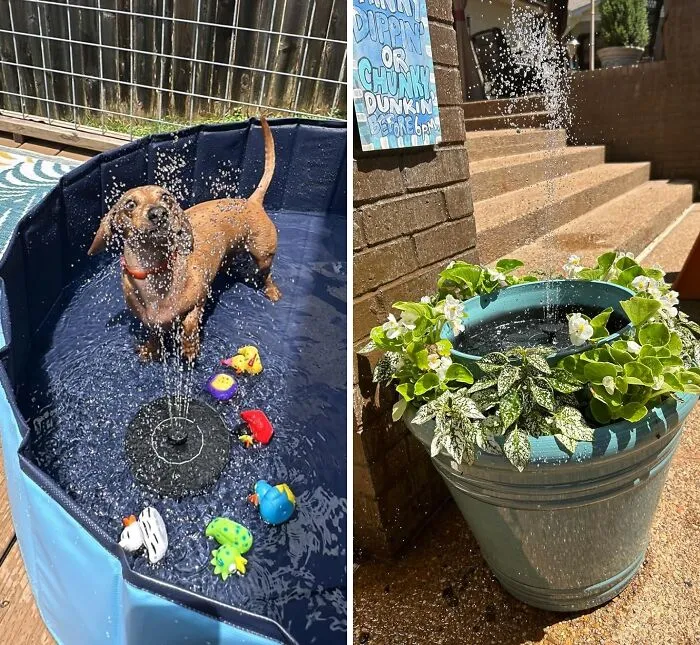 The <a Style="Display:inline;" Href="Https://Www.amazon.com/Mademax-Fountain-Standing-Floating-Powered/Dp/B085th7dn4?crid=3gpkiiuca5iiy&dib=eyj2ijoimsj9.mtohuy3x9y1m88nx73eybkruk11rh2ioh601dvazyor94_d4borunioa0t9xgf1tfjm98ygfe3uhaxxijlbfmh58lzjkocrnefgz-Vpjllxy7zcwesouzbxtwe0t5tcncy2obw_pznnaubfq4enzmg2lxah7kso3__vmhthnlro3cdgcqlps_b7i9yi7w0dy-_65rusv3qdgqlmpns2abupujot4z4biqbriysbigwdg5ktymam3-Lnhazkhaqbt9ms59i7frb710k8hgckiqsnjepzr1dgakkutmahsba8.moyqehsjemjw9xye3fnvumn4xermyzg2ltrt1c-Veto&dib_tag=se&keywords=garden&qid=1721135771&sprefix=garden%2caps%2c196&sr=8-15&linkcode=ll1&tag=bpowl-20&linkid=5bfdca11f5fbed2bb975abc10e02eede&language=en_us&ref_=as_li_ss_tl" Target="_blank"><span Style="Font: Inherit; Color: #d74b1f;"> Solar Bird Bath Fountain Pump</Span>  Brings All The Birds To The Yard
