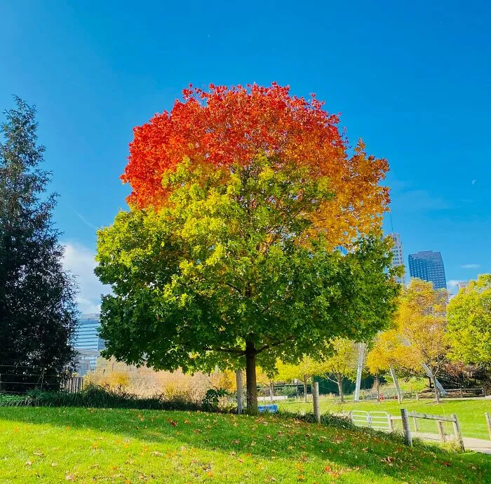 Árbol degradado