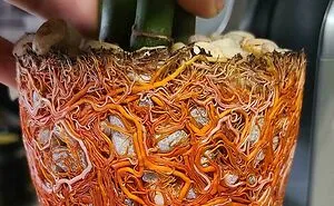 50 Fascinating Plants That Are Hard To Believe Are Real (New Pics)