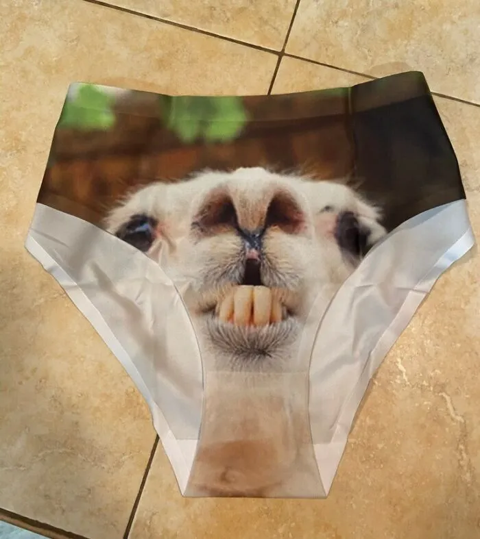 Don't Forget To Alpaca These <a Style="Display:inline;" Href="Https://Www.amazon.com/Dellukee-Underwear-Briefs-Breathable-Hipster/Dp/B07jk5m5gb?ie=utf8&linkcode=ll1&tag=bphawk-20&linkid=5842ee56f33fc45378ee8a82cfde7b4d&language=en_us&ref_=as_li_ss_tl" Target="_blank"><span Style="Font: Inherit; Color: #d74b1f;"> Women's Briefs</Span> In On Your Next Trip
