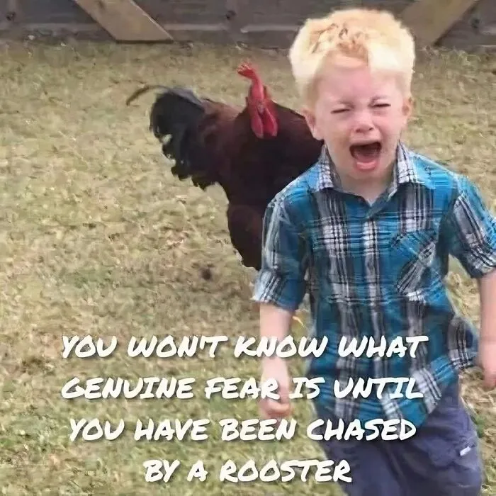 40 Slightly Unhinged Birds That Ended Up On The “Birds With Threatening Auras” Online Page (New Pics)