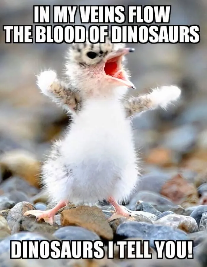 40 Slightly Unhinged Birds That Ended Up On The “Birds With Threatening Auras” Online Page (New Pics)