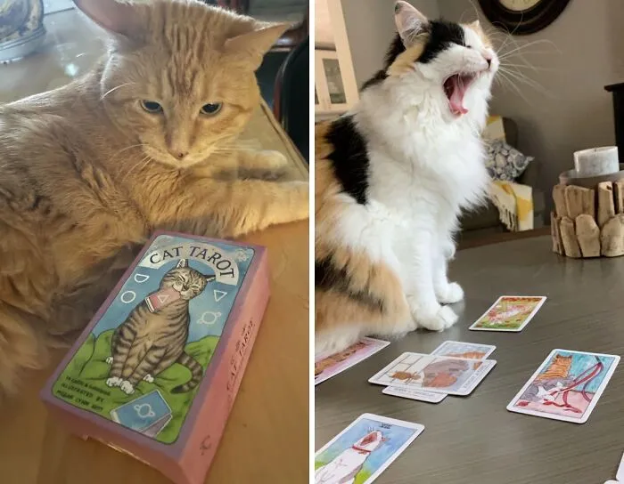 Ditch Those Boring Old Tarot Cards And Embrace The Feline Mystique With These Adorable And Insightful <a Style="Display:inline;" Href="Https://Www.amazon.com/Dp/145217363x?ascsubtag=7685322%2c16%2c36%2cd%2c0%2c0%2cbf-Web-Hf%2c900%3a2%3b974%3a1%3b1125%3a2%3b1338%3a1%2c47118790%2c0%2c0%2c0&btn_ref=srctok-A16c5f6ce4ae12da&linkcode=ll1&tag=bpdeer-20&linkid=09b19dd0e70042887f3f8674dade10be&language=en_us&ref_=as_li_ss_tl" Target="_blank"><span Style="Font: Inherit; Color: #d74b1f;"> Cat Tarot Cards</Span>