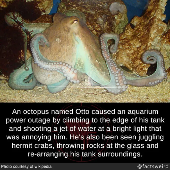 50 “Weird Facts” That You Might Not Have Known Before Today (New Pics)