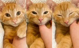 50 ‘Mildly Interesting’ Pics To Make The Day A Little Bit More Fun (New Pics)