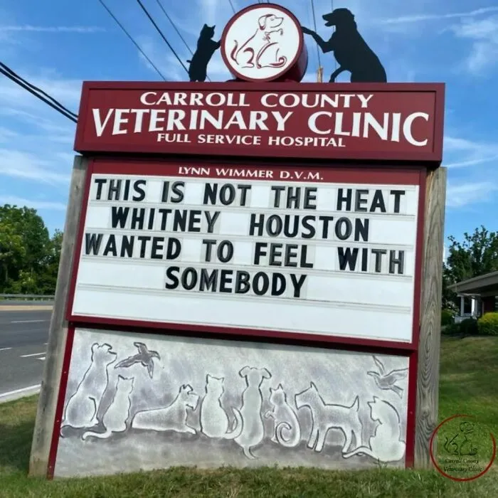 No Fleas, Just Jokes: 40 Signs That Had Tails Wagging (New Pics)