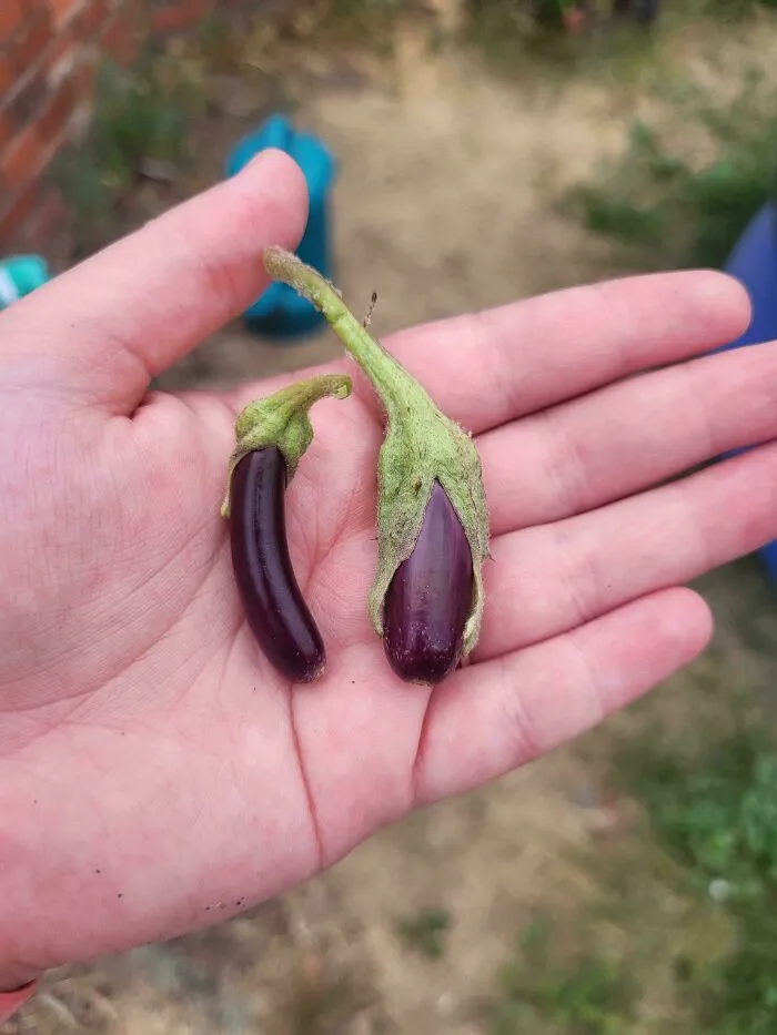 So Excited For My First Ever Eggplant Harvest! I'll Feed My Family For Nanoseconds With This Haul. Recipe Suggestions?