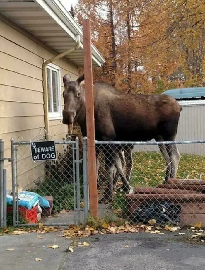 Cuidado con el perro