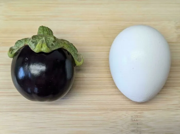 Eggplant (Egg For Scale)