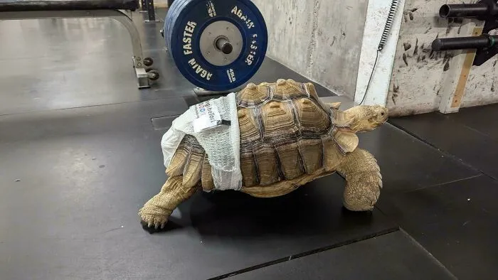 Hay una tortuga con pañal paseando libremente por el gimnasio