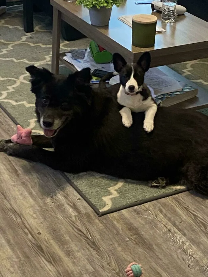 I Was Afraid That They Wouldn't Get Along When I Brought The New Puppy Home... This Is How It's Going