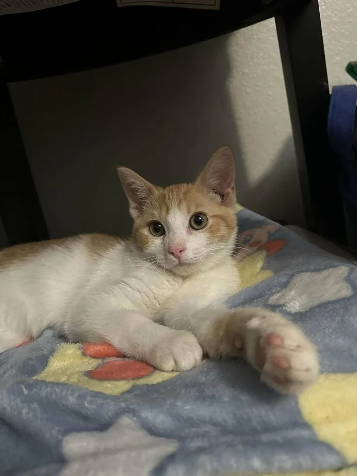From Euthanasia List, To Forever Home