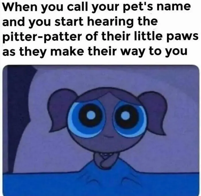 50 Dog Memes To Make Your Day Much Brighter