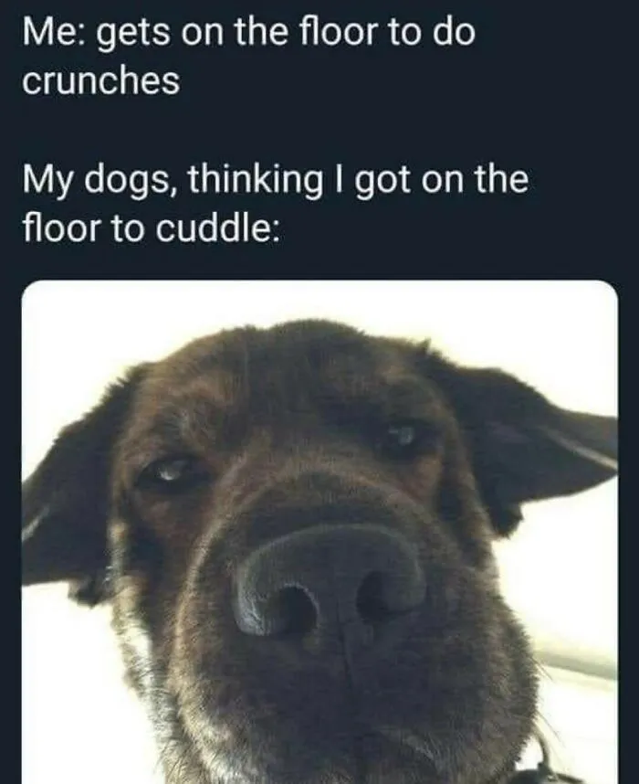 50 Dog Memes To Make Your Day Much Brighter