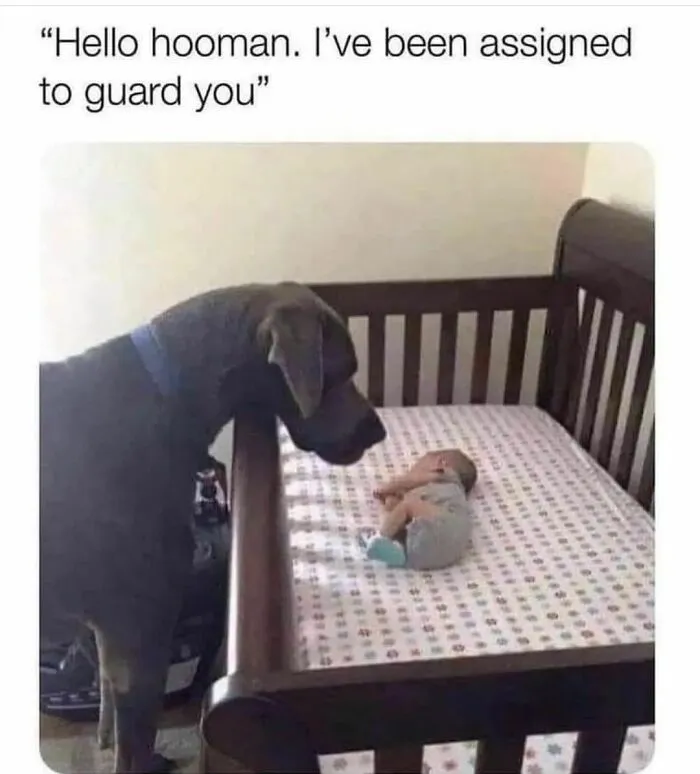 50 Dog Memes To Make Your Day Much Brighter