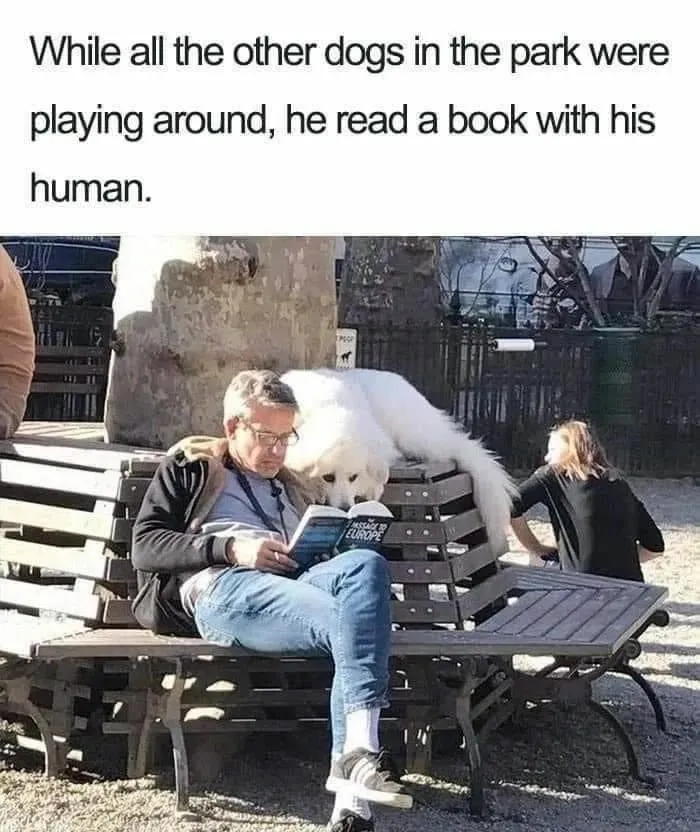 50 Dog Memes To Make Your Day Much Brighter