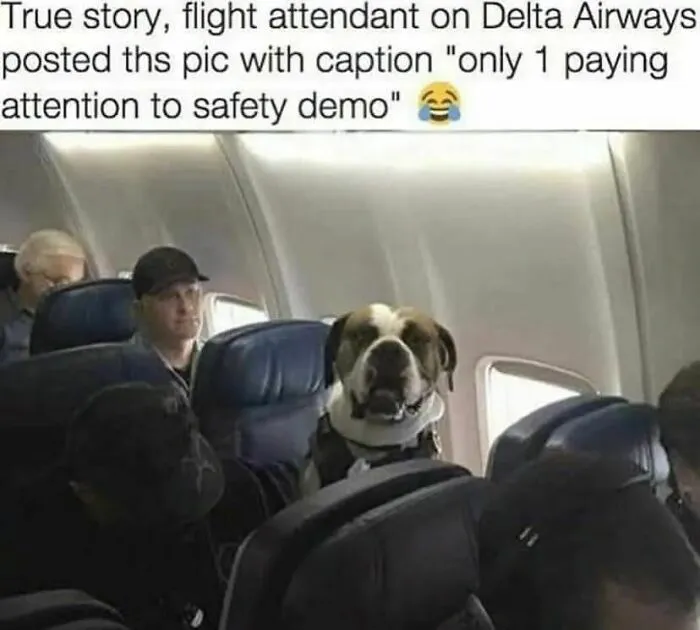 50 Dog Memes To Make Your Day Much Brighter