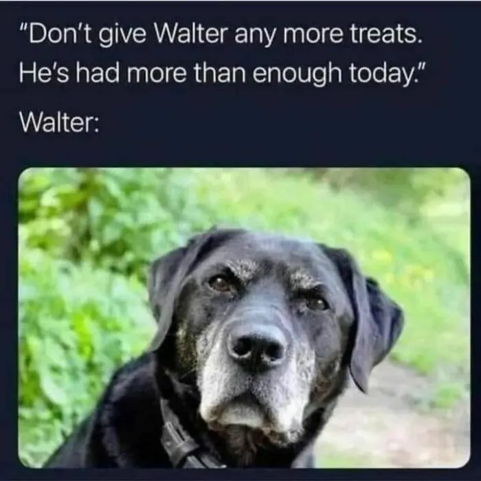 50 Dog Memes To Make Your Day Much Brighter