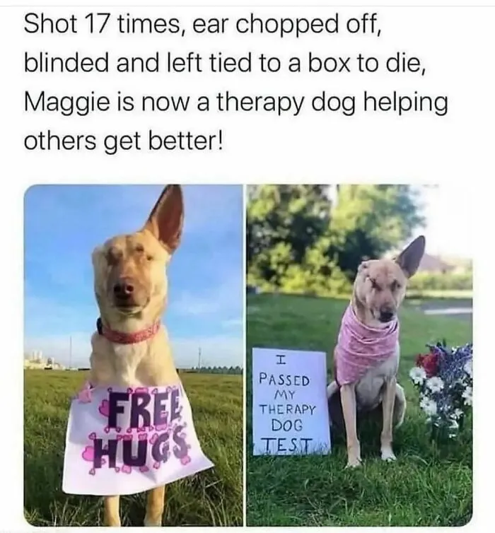 50 Dog Memes To Make Your Day Much Brighter