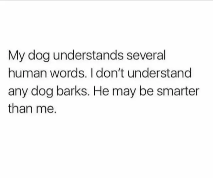 50 Dog Memes To Make Your Day Much Brighter