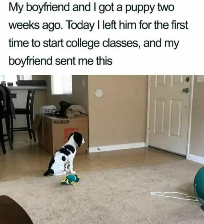 50 Dog Memes To Make Your Day Much Brighter