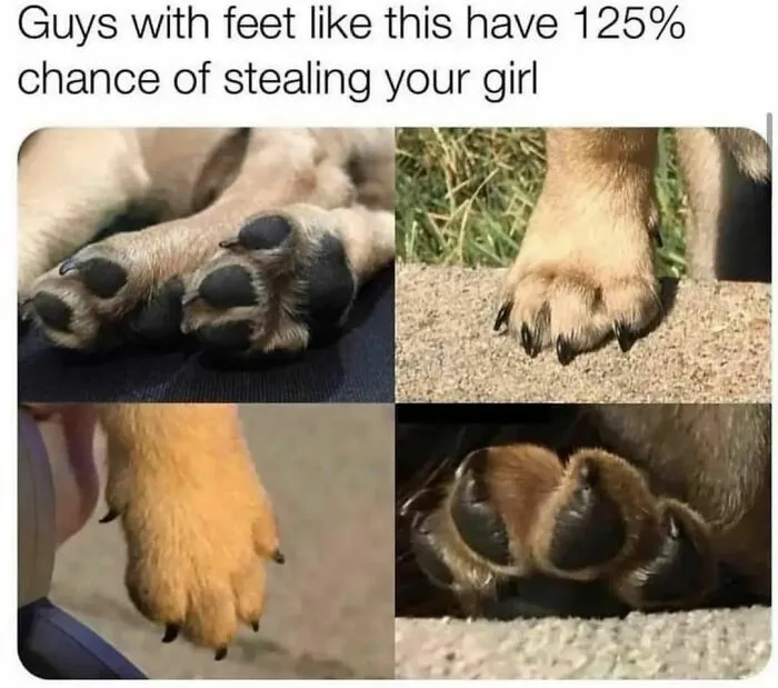50 Dog Memes To Make Your Day Much Brighter