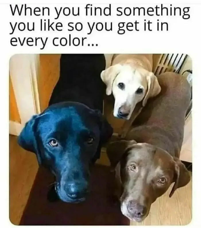 50 Dog Memes To Make Your Day Much Brighter