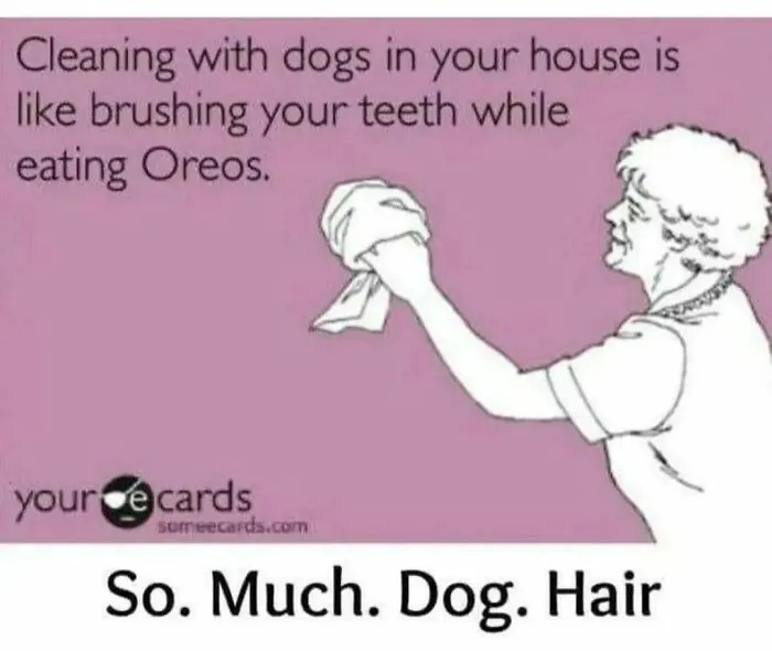 50 Dog Memes To Make Your Day Much Brighter
