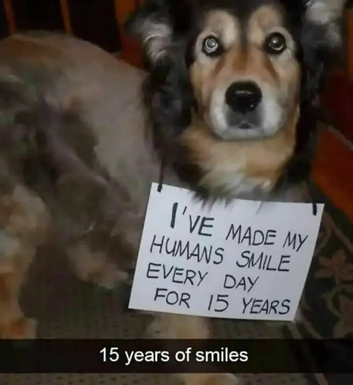 50 Dog Memes To Make Your Day Much Brighter