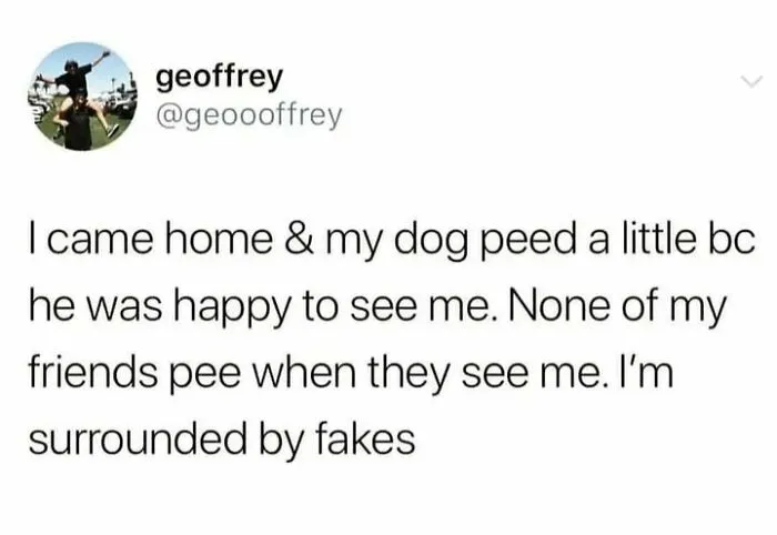 50 Dog Memes To Make Your Day Much Brighter
