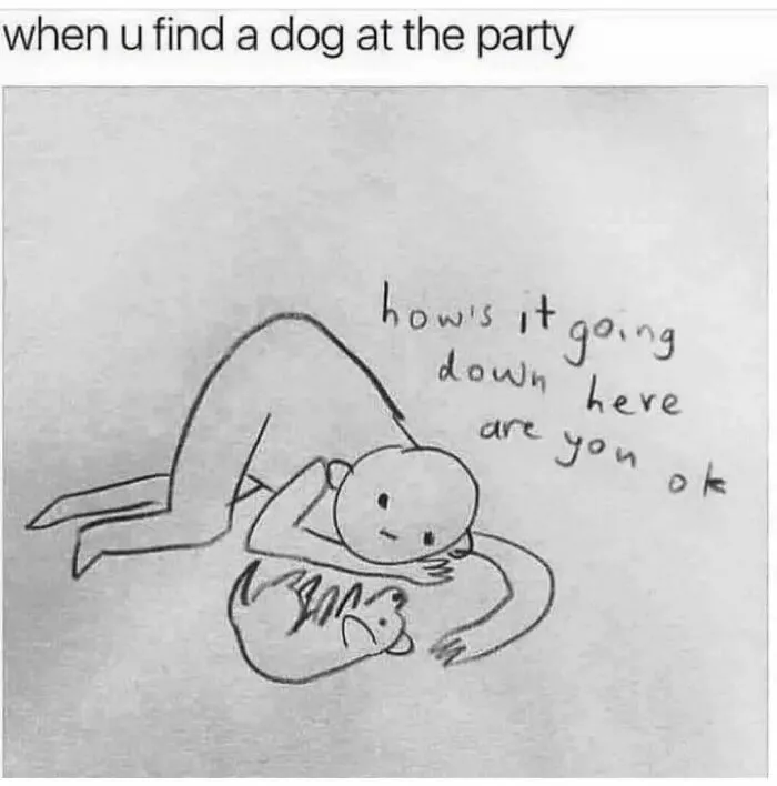 50 Dog Memes To Make Your Day Much Brighter