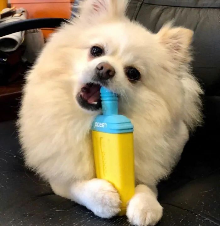 These <a Style="Display:inline;" Href=" Https://Www.amazon.com/Laroo-Summer-Cooling-Prevention-Shape-Green/Dp/B0876l27j8?ie=utf8&th=1&linkcode=ll1&tag=bppanther-20&linkid=e9708d138f61b1d761da7b51850a471d&language=en_us&ref_=as_li_ss_tl" Target="_blank"><span Style="Font: Inherit; Color: #d74b1f;"> Laroo Dog Toys For Summer Cooling</Span> Will Make Your Pup Forget All About The Heatwave And Focus On Frosty Fun!