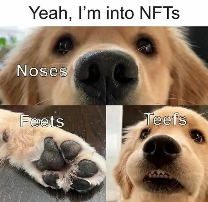 50 Dog Memes To Make Your Day Much Brighter