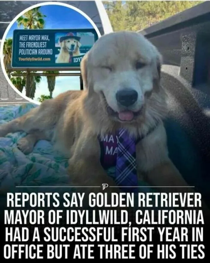 50 Dog Memes To Make Your Day Much Brighter