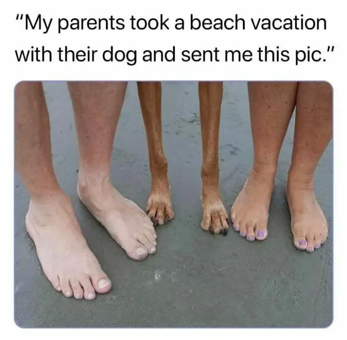 50 Dog Memes To Make Your Day Much Brighter