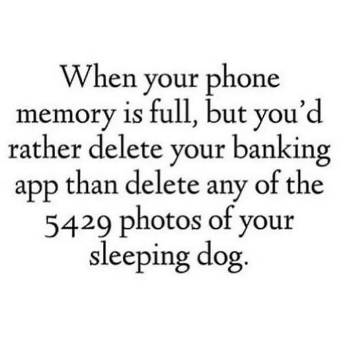 50 Dog Memes To Make Your Day Much Brighter