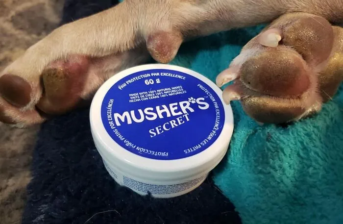 <a Style="Display:inline;" Href=" Https://Www.amazon.com/Mushers-Secret-Pet-Protection-60-Gram/Dp/B0002ijqdc?ie=utf8&th=1&linkcode=ll1&tag=bppanther-20&linkid=a303429681fd08d374af77344993bc95&language=en_us&ref_=as_li_ss_tl" Target="_blank"> <span Style="Font: Inherit; Color: #d74b1f;"> Musher's Secret Dog Paw Wax</Span> Is The Paw-Fect Protection For Your Pup's Precious Pads, Whether They're Braving Hot Pavement, Icy Sidewalks, Or Rough Terrain