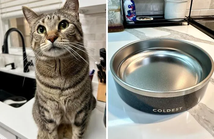 This <a Style="Display:inline;" Href=" Https://Www.amazon.com/Coldest-Dog-Bowl-Stainless-Feeding/Dp/B0b7klmnmv?ie=utf8&linkcode=ll1&tag=bppanther-20&linkid=a227dd4d4614e648293a1ecdb692414c&language=en_us&ref_=as_li_ss_tl" Target="_blank"><span Style="Font: Inherit; Color: #d74b1f;"> Coldest Dog And Cat Bowl</Span> Is The Ice-Cold Oasis Your Furry Friend Deserves On A Hot Summer Day - Their Tongue Will Be Doing The Happy Dance!