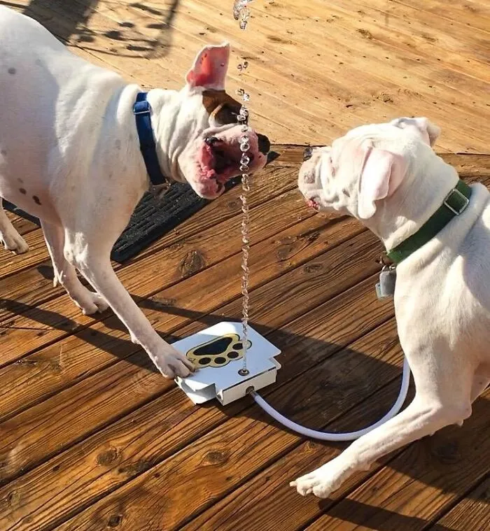 Teach Your Dog A New Trick (And Keep Them Entertained) With This Interactive <a Style="Display:inline;" Href=" Https://Www.amazon.com/Trio-Outdoor-Sprinkler-Activated-Fountain/Dp/B0733bnkw9?ie=utf8&linkcode=ll1&tag=bppanther-20&linkid=b12cb4c4a6c4a9dfc72693fcb26a77e6&language=en_us&ref_=as_li_ss_tl" Target="_blank"><span Style="Font: Inherit; Color: #d74b1f;"> Step On Dog Fountain</Span>