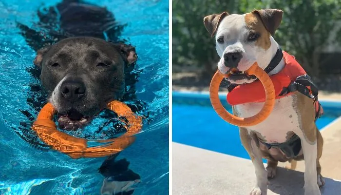This <a Style="Display:inline;" Href=" Https://Www.amazon.com/Laroo-Dog-Tug-Toy-Fetch/Dp/B08747dlb6?ie=utf8&th=1&linkcode=ll1&tag=bppanther-20&linkid=af352cd452284a91024067026ef520e0&language=en_us&ref_=as_li_ss_tl" Target="_blank"><span Style="Font: Inherit; Color: #d74b1f;"> Floating Ring Toy</Span> Is The Splash Of Fun Your Water-Loving Pup Needs To Make A Doggy Paddle In The Pool (Or Lake, Or Ocean)