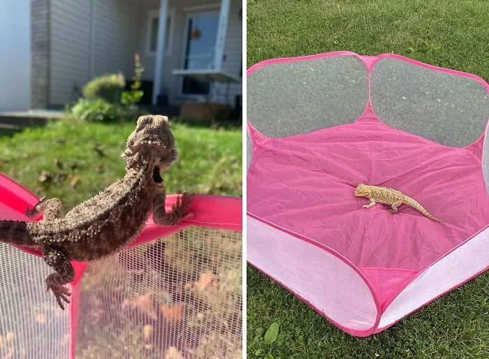 Give Your Little Buddy Their Own Private Retreat With This Adorable <a Style="Display:inline;" Href=" Https://Www.amazon.com/Gabraden-Breathable-Transparent-Chinchillas-Hedgehogs/Dp/B07x344tqh?ie=utf8&linkcode=ll1&tag=bppanther-20&linkid=f0e9e87ced8ee95135d0db2180670d19&language=en_us&ref_=as_li_ss_tl" Target="_blank"><span Style="Font: Inherit; Color: #d74b1f;"> Small Animal Tent</Span> - Perfect For Snuggles And Snoozes In The Great Outdoors