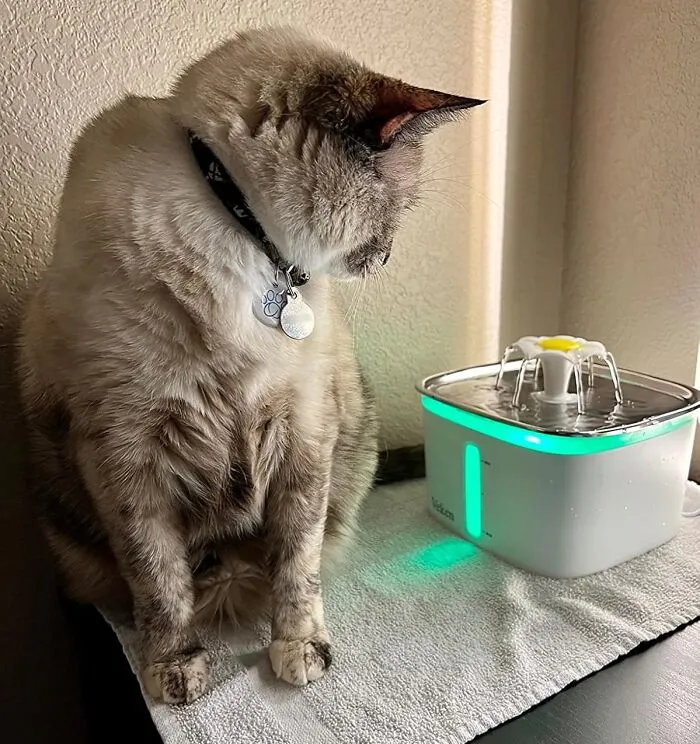 Encourage Your Pets To Drink More And Stay Healthy With This Fun And Interactive <a Style="Display:inline;" Href=" Https://Www.amazon.com/Veken-Fountain-Automatic-Dispenser-Replacement/Dp/B08ncdbt7q?ie=utf8&linkcode=ll1&tag=bppanther-20&linkid=7fe03723044a0fcb988de85790273e13&language=en_us&ref_=as_li_ss_tl" Target="_blank"><span Style="Font: Inherit; Color: #d74b1f;"> Pet Fountain</Span> - It's The Perfect Way To Beat The Summer Heat