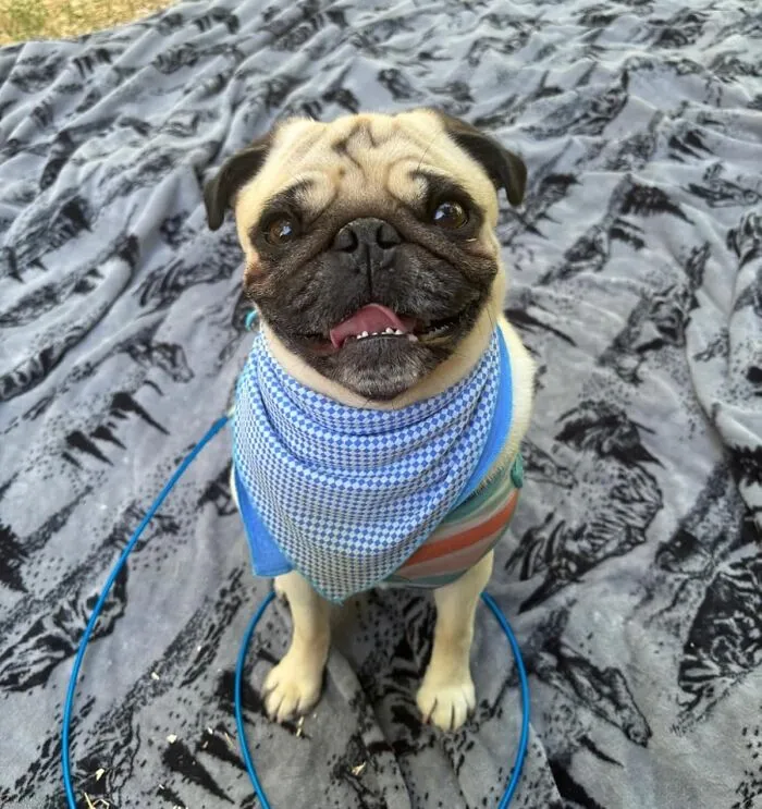 Your Pet Will Thank You For This Refreshing Relief – This <a Style="Display:inline;" Href=" Https://Www.amazon.com/Scirokko-Dog-Bandana-Comfortable-Accessories/Dp/B07sl3hgm3?ie=utf8&th=1&linkcode=ll1&tag=bppanther-20&linkid=73f88baf237a98d3a9f736281e15e79a&language=en_us&ref_=as_li_ss_tl" Target="_blank"><a Style="Display:inline;" Href=" Https://Www.amazon.com/Scirokko-Dog-Bandana-Comfortable-Accessories/Dp/B07sl3hgm3?ie=utf8&th=1&linkcode=ll1&tag=bppanther-20&linkid=73f88baf237a98d3a9f736281e15e79a&language=en_us&ref_=as_li_ss_tl" Target="_blank"><span Style="Font: Inherit; Color: #d74b1f;"> Ice Towel</Span> Is A Simple Yet Effective Way To Help Them Beat The Heat